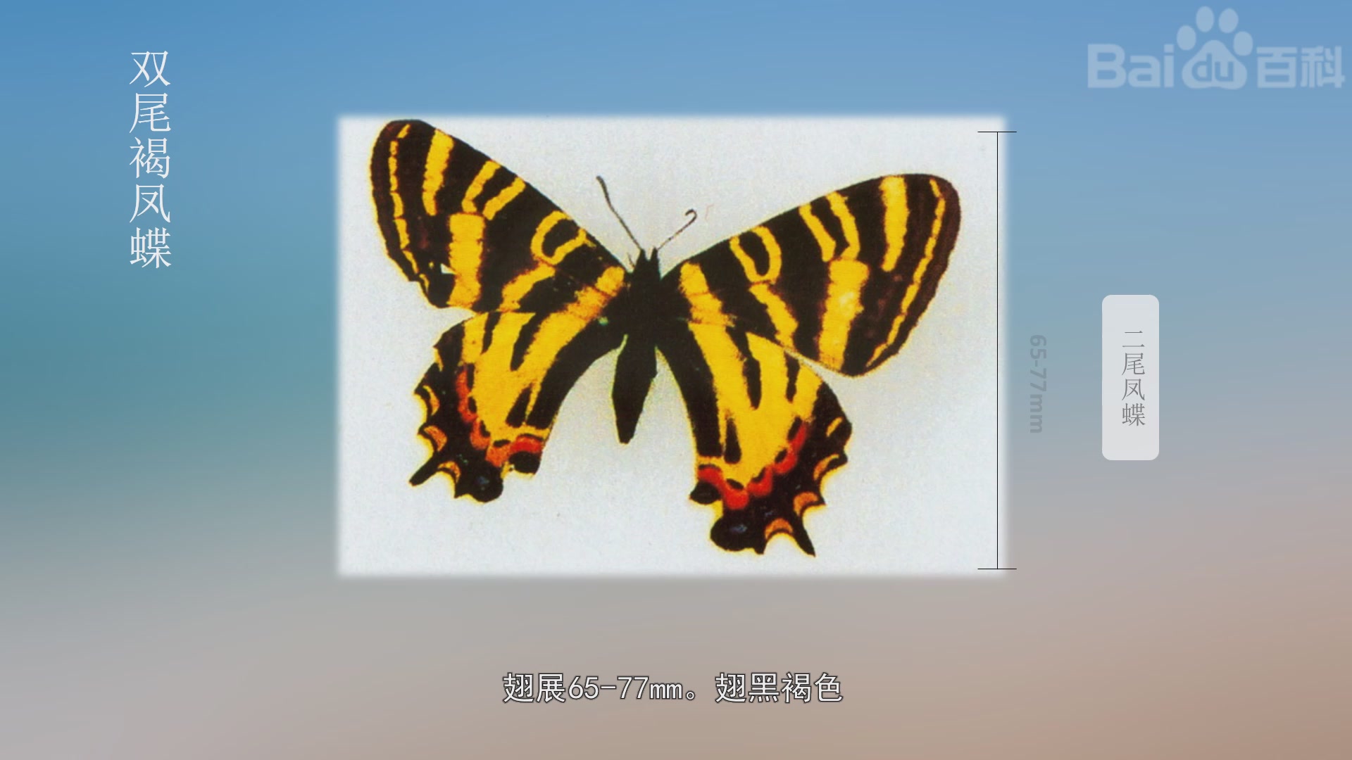 【秒懂百科】原来双尾褐凤蝶长这样