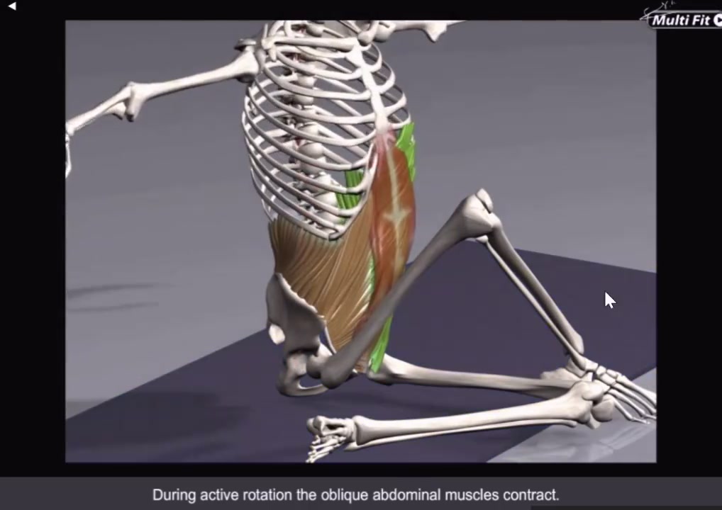 3d动画课堂|脊柱旋转训练与呼吸的配合你知道吗?