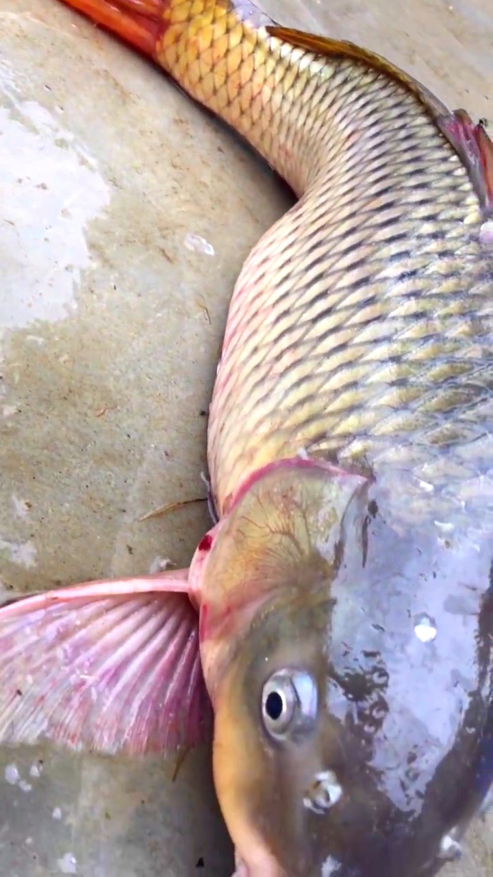 春节在农村鱼塘网了条大鲤鱼,13斤,好兆头