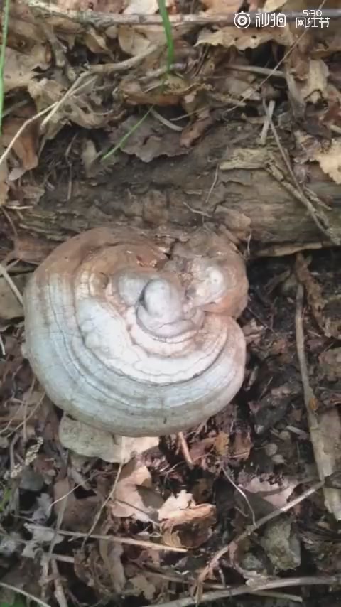 野生菌类植物「老牛肝」灵芝类.生长野生环境.