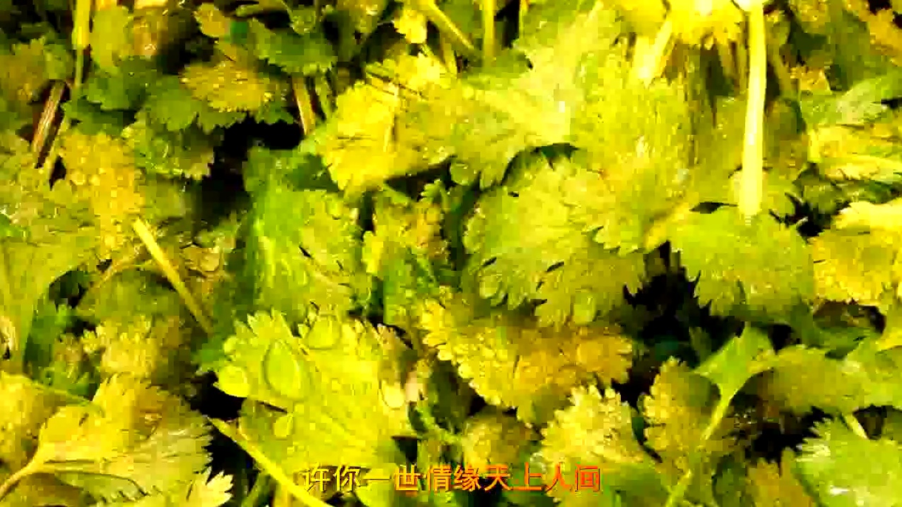 一首《红尘相思苦》,听完一把相思泪,好听!好听!